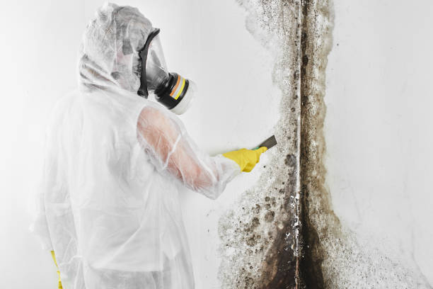 Best Certified Mold Removal  in Mountain House, CA