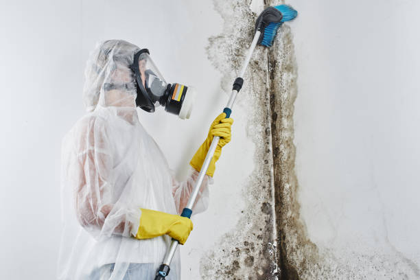Best Commercial Mold Removal  in Mountain House, CA
