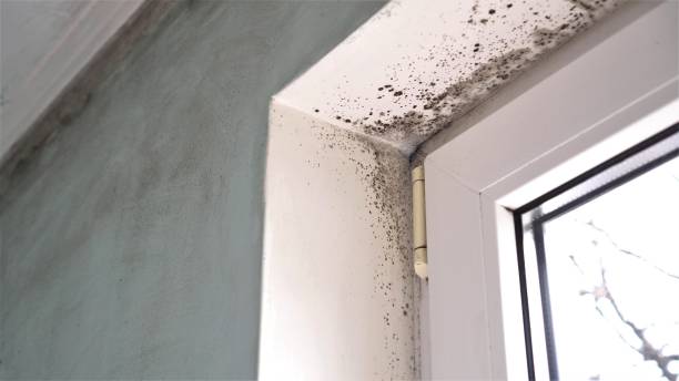 Best Mold Removal Company Near Me  in Mountain House, CA