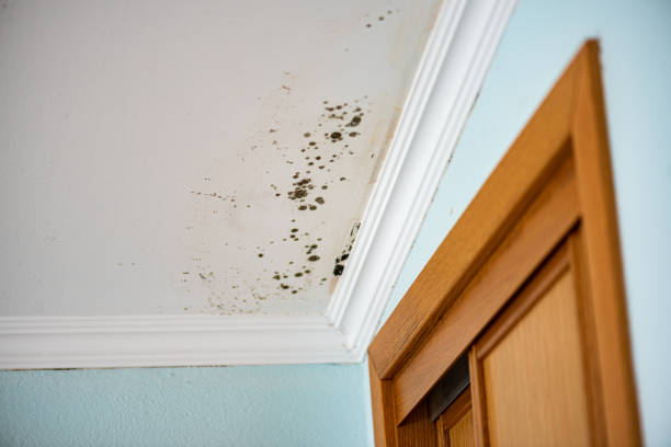 Best Mold Damage Repair  in Mountain House, CA