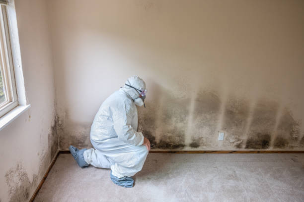 Best Mold Removal Specialists  in Mountain House, CA