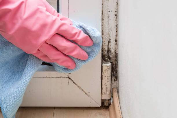 Best Mold Remediation  in Mountain House, CA