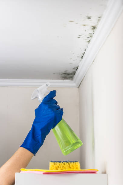 Best Mold Removal Near Me  in Mountain House, CA