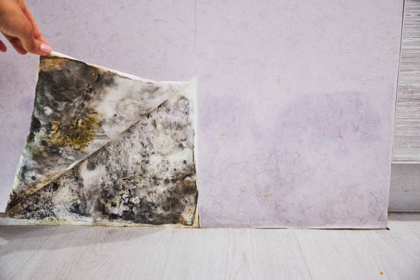 Best Local Mold Removal Service  in Mountain House, CA